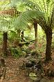 Grove of tree ferns, Sherbrook Park